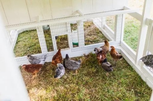 Large Fairy Tale Town Chicken House